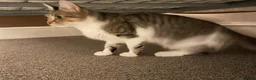 Domestic Shorthair cats for sale: Good Home - Advert 2