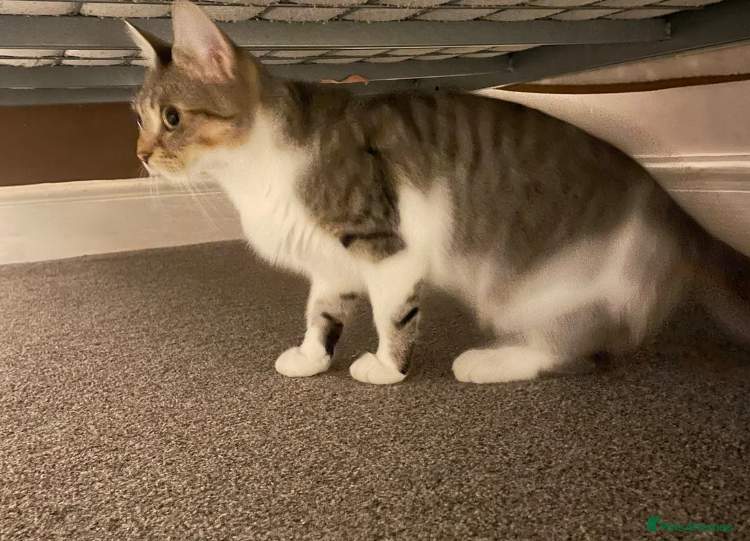 Domestic Shorthair cats for sale: Good Home - Advert 2