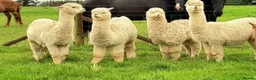 Alpaca livestock for sale: 3 females and 1 male in Canterbury - Advert 3