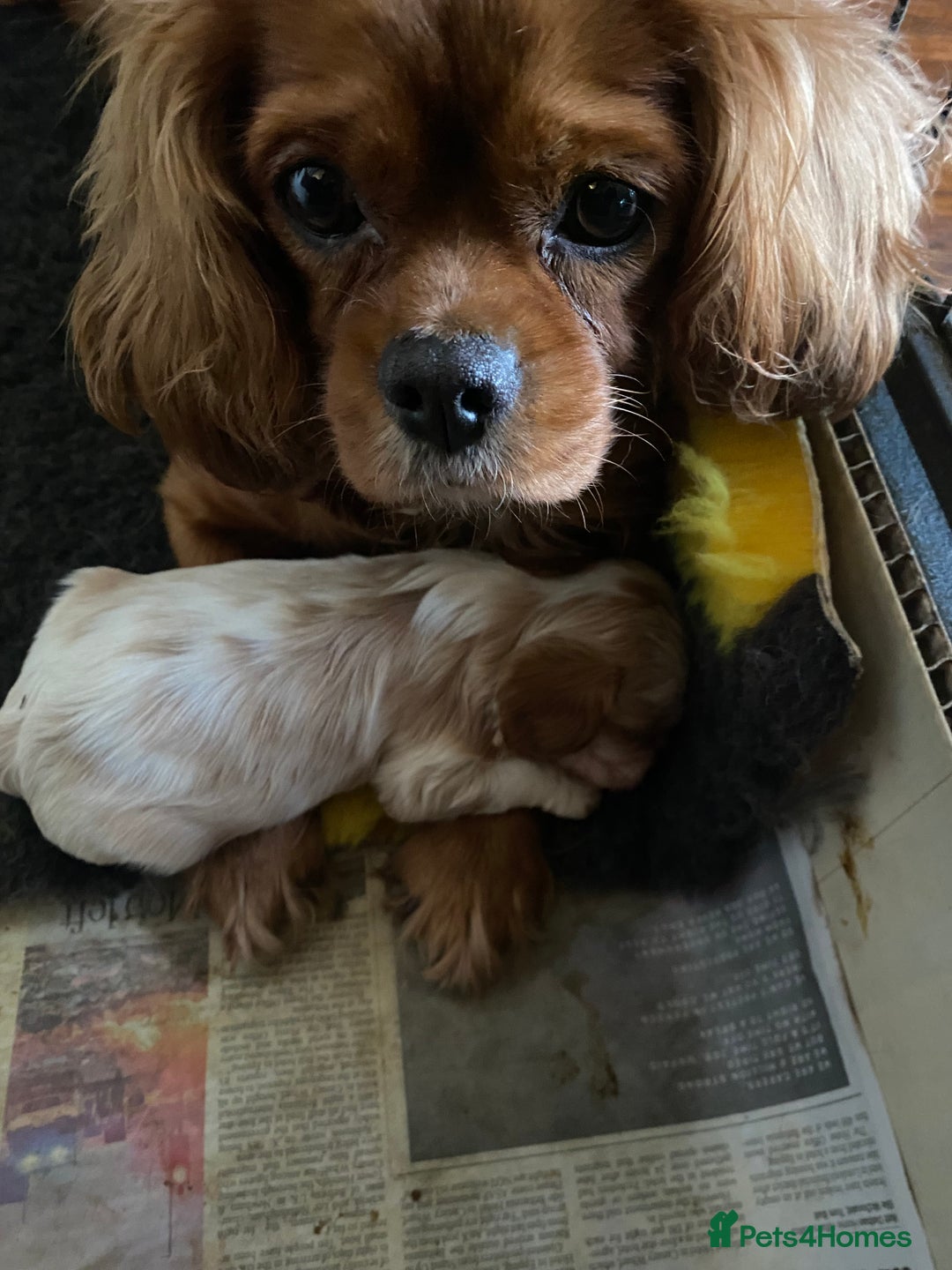 Cavalier King Charles Spaniel dogs for sale: Cavalier King Charles spaniel boy,ready now. - Advert 2