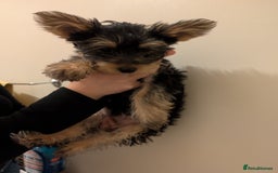 Yorkshire Terrier dogs for sale: Little boy  - Image 4