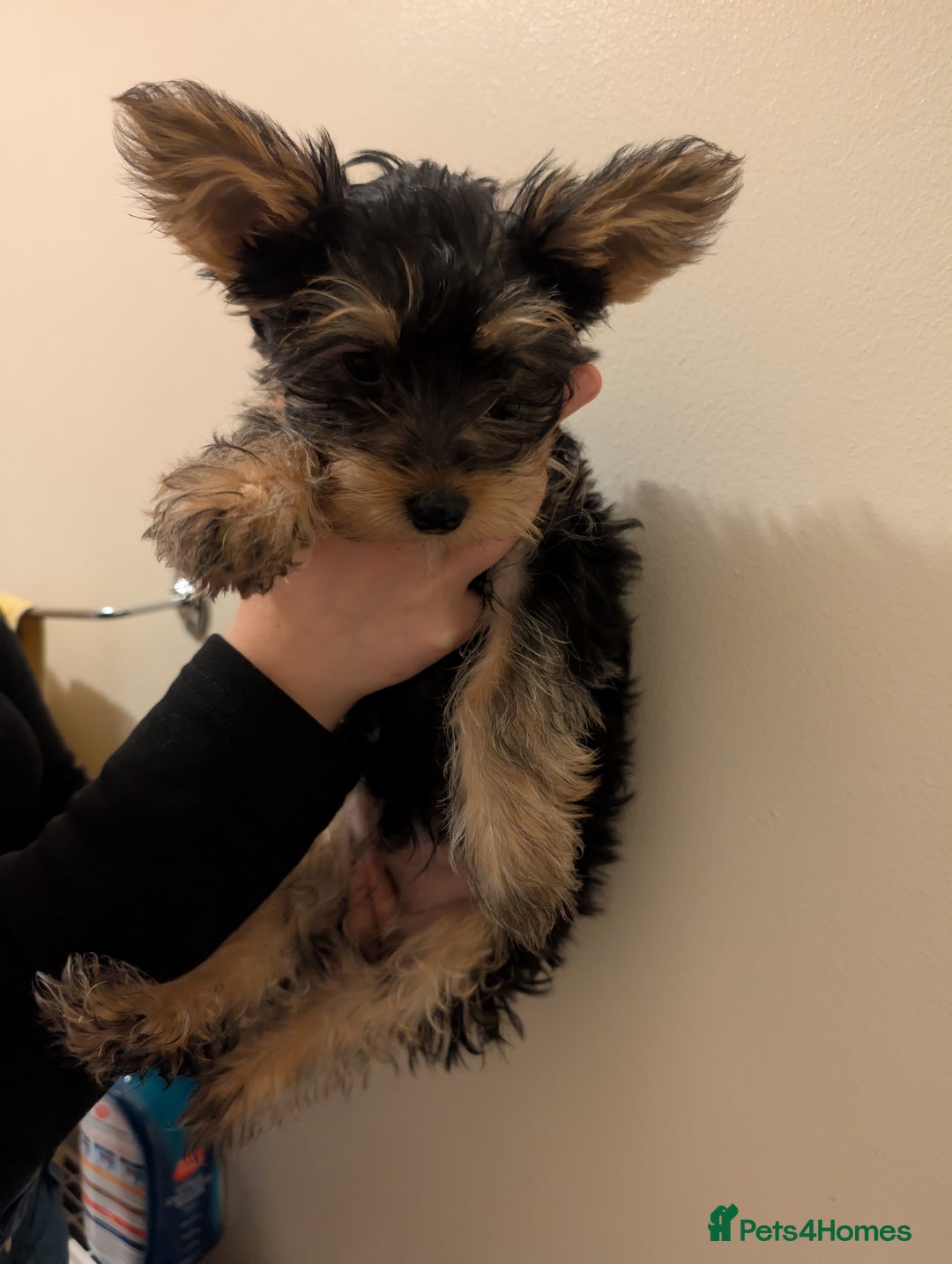 Yorkshire Terrier dogs for sale: Little boy  - Image 4