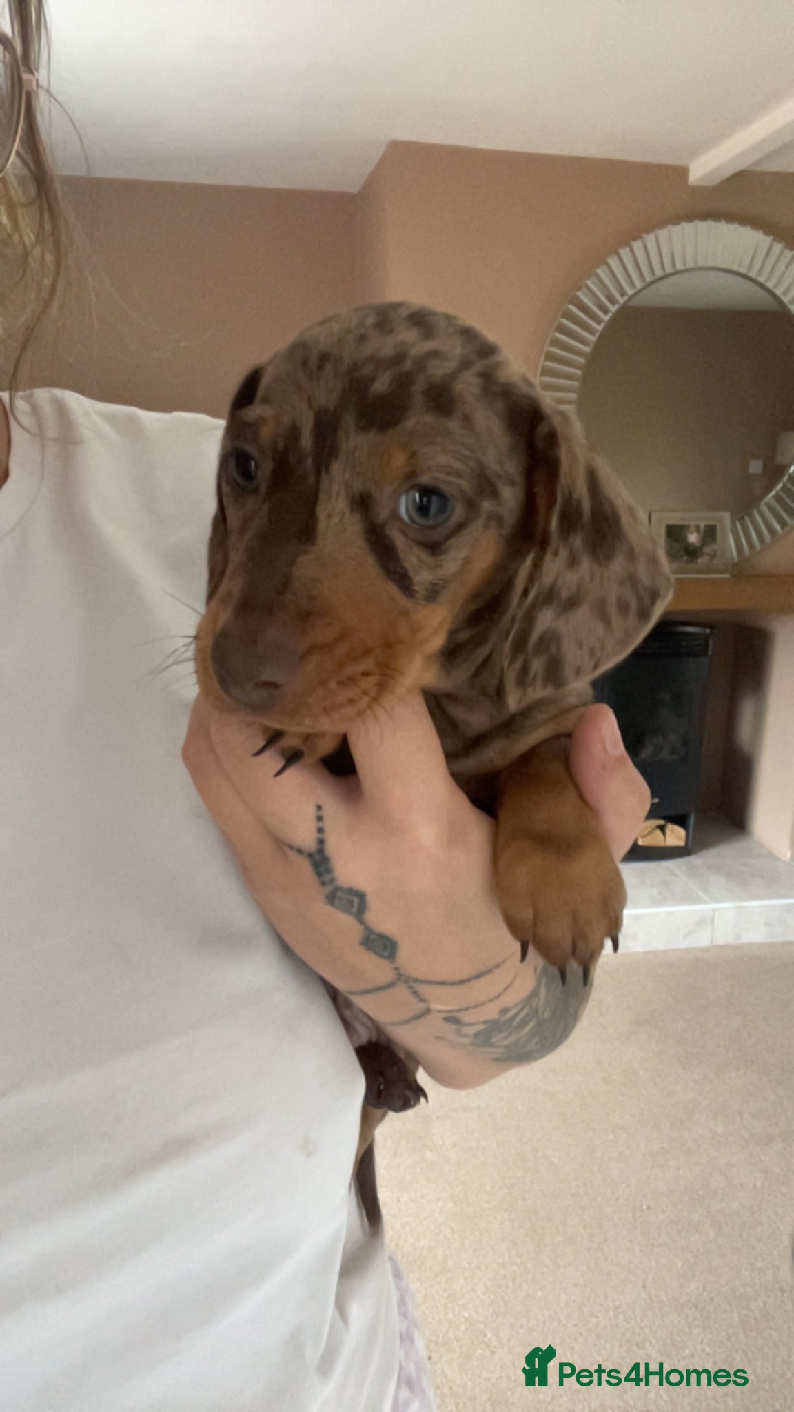 Dachshund dogs 1 chunky dapple male  - Advert 4