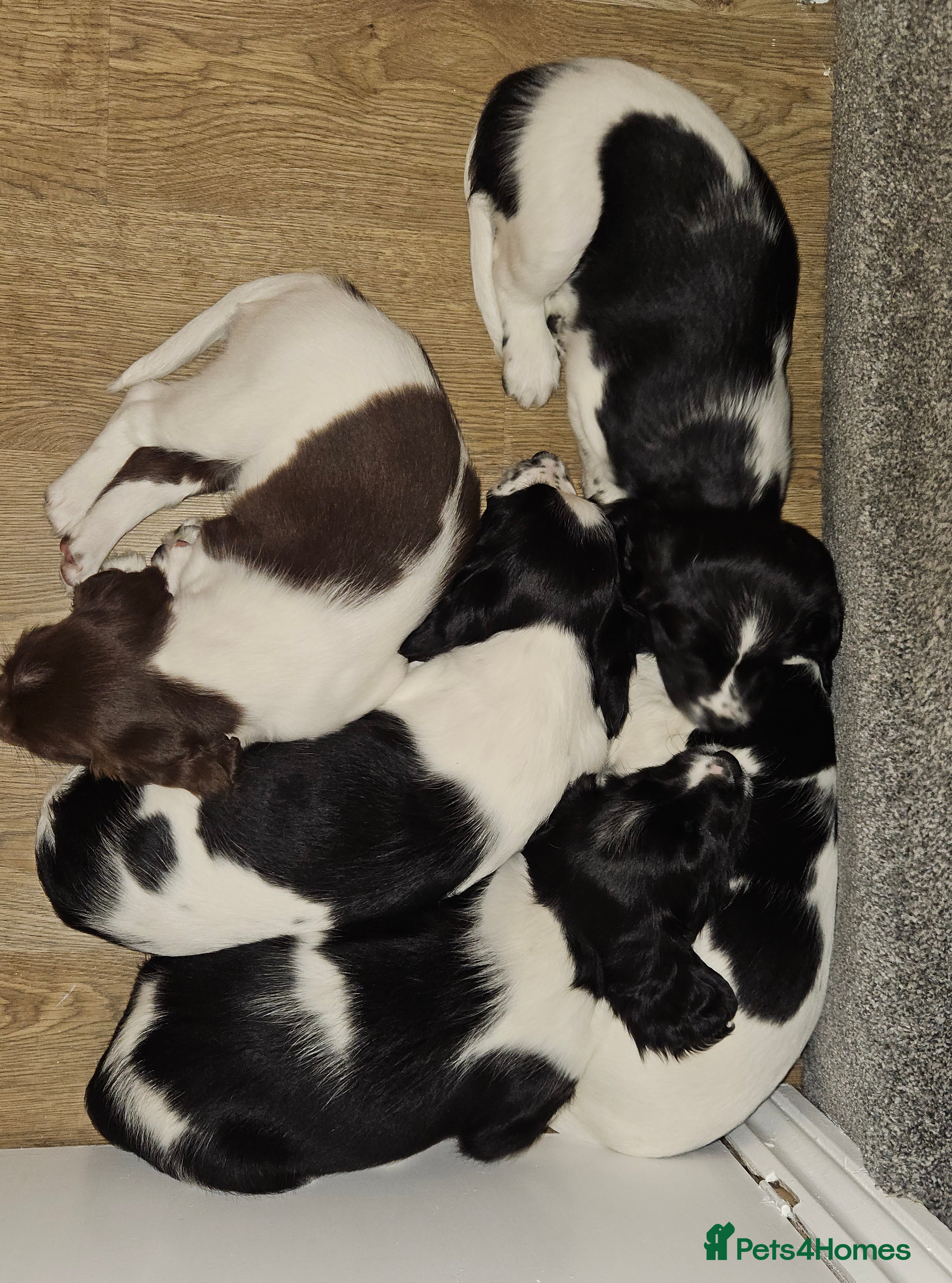 English Springer Spaniel dogs ✨ KC Registered Springer Spaniel Puppies ✨ - Advert 6