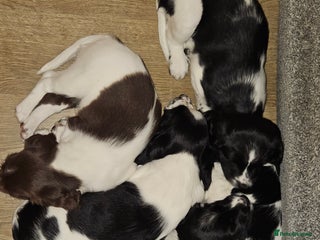 English Springer Spaniel dogs ✨ KC Registered Springer Spaniel Puppies ✨ - Advert 2