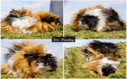 Guinea Pig rodents for sale: Baby long haired guinea pigs in Roche, Cornwall - Image 7