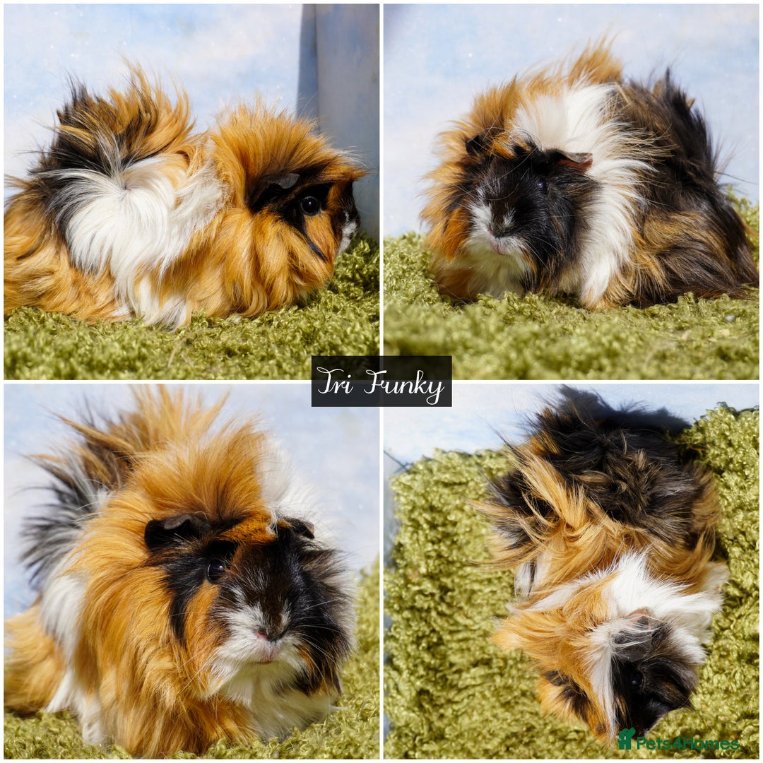 Guinea Pig rodents for sale: Baby long haired guinea pigs in Roche, Cornwall - Image 7