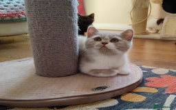 British Shorthair cats for sale: Champ lines gorgeous GCCF reg  girls (2 litters!) in London - Image 5