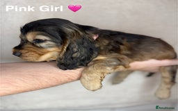 Cocker Spaniel dogs for sale: Beautiful show and working cockers - Image 16