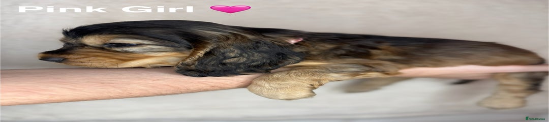 Pink Girl