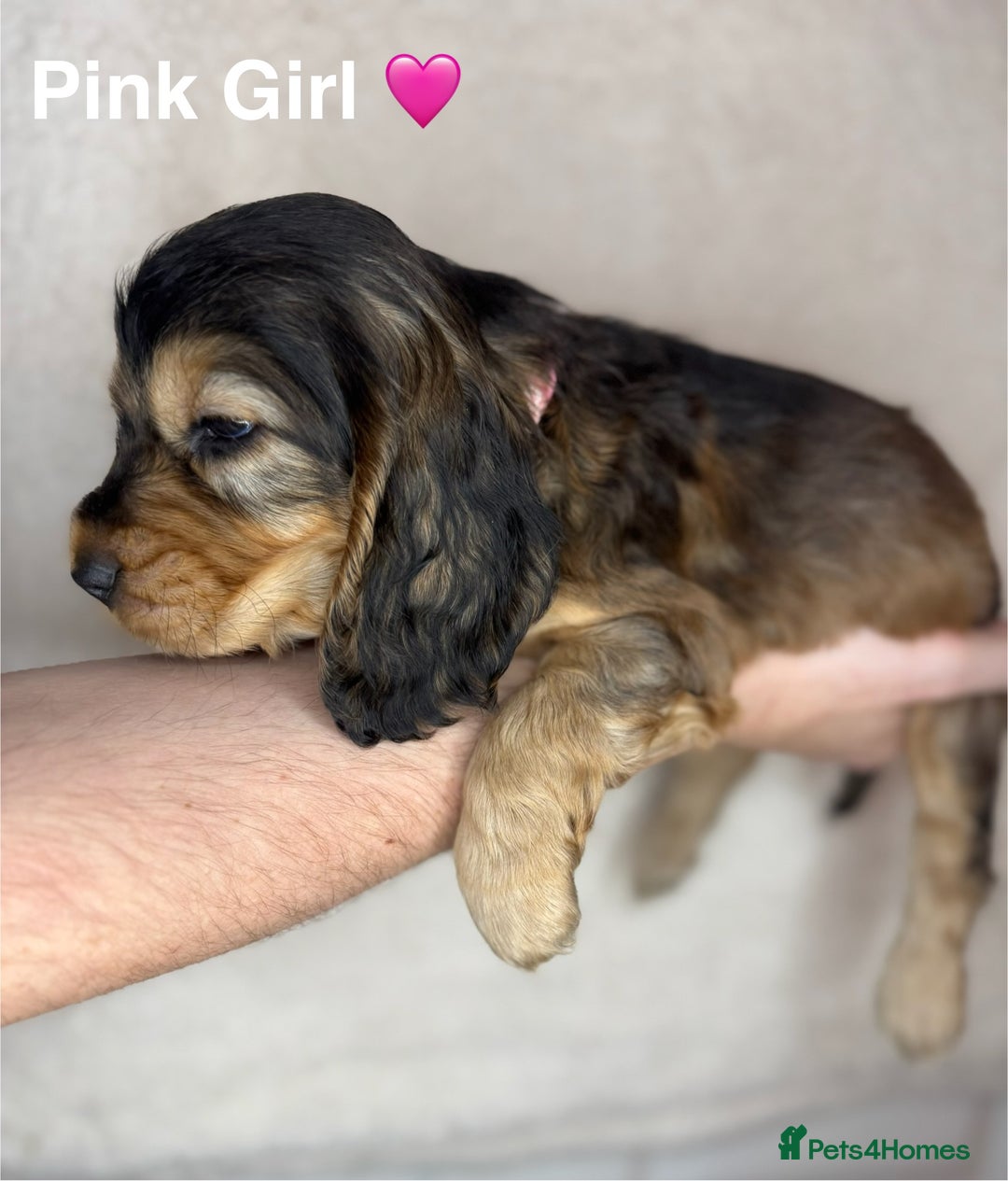 Cocker Spaniel dogs for sale: Beautiful show and working cockers - Image 16