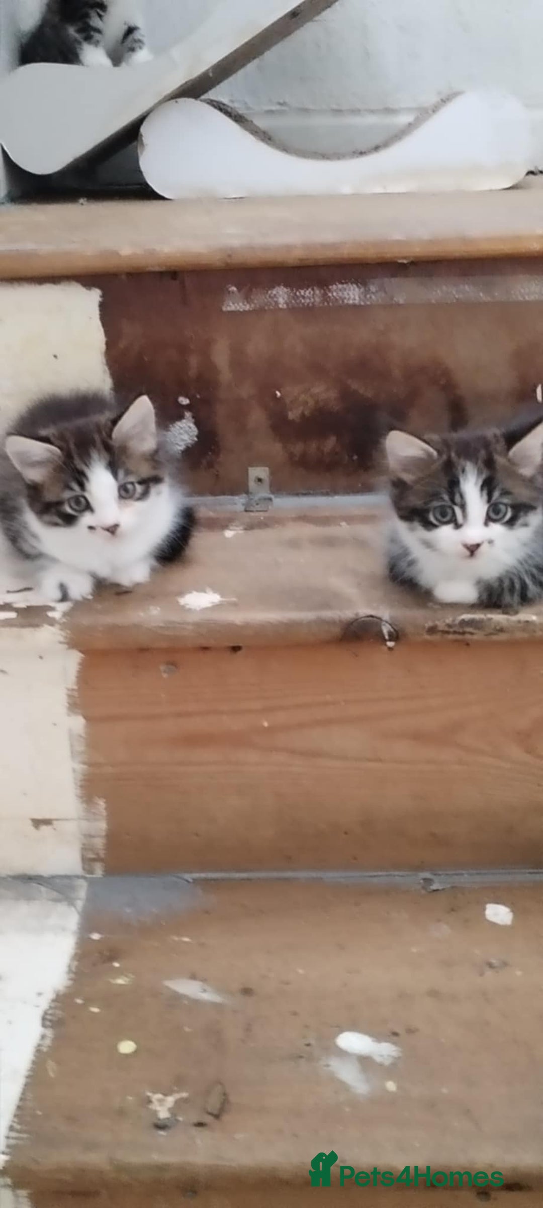 Mixed Breed cats for sale: 5 beautiful kittens are ready now  - Image 2