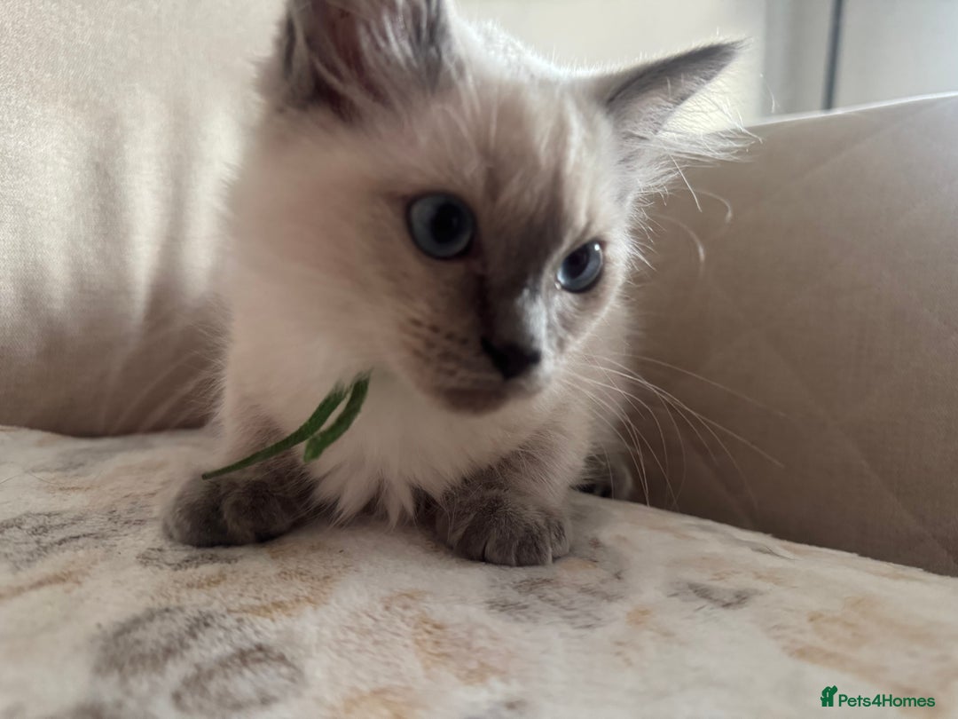 Ragdoll cats for sale: Beautiful Pedigree Ragdolls THREE LEFT  - Image 24