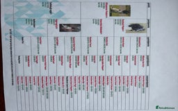 English Springer Spaniel dogs for stud: Stunning Black & White KC Springer Spaniel(PROVEN) - Image 5