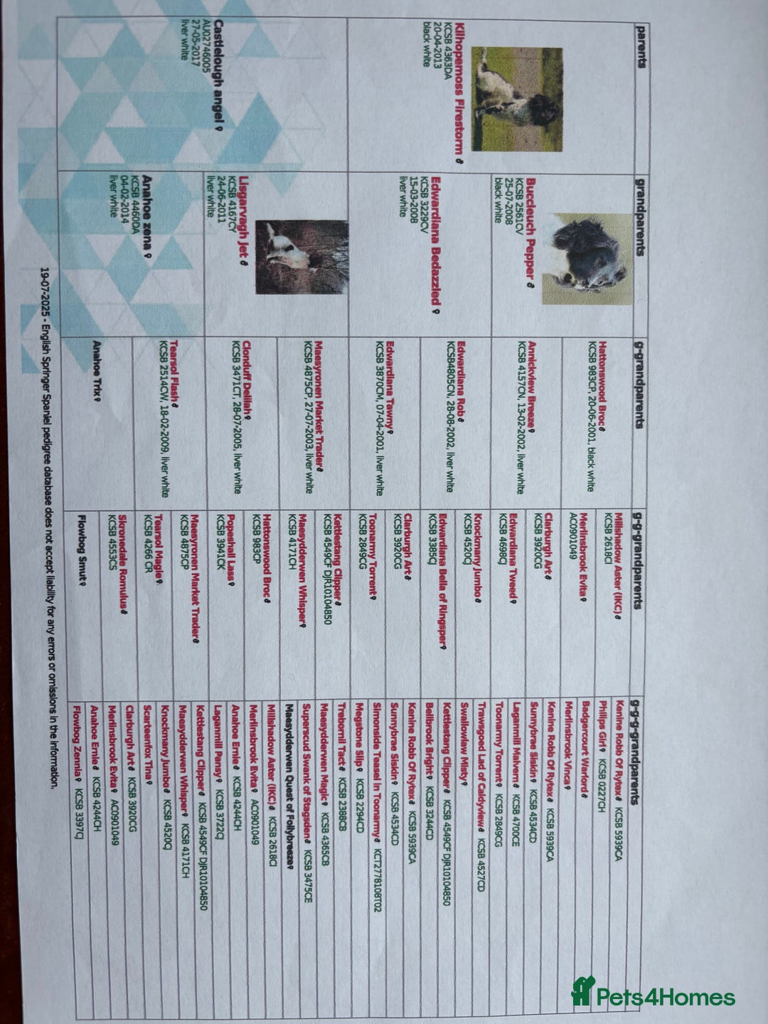 English Springer Spaniel dogs for stud: Stunning Black & White KC Springer Spaniel(PROVEN) - Image 5