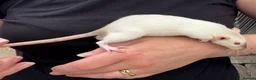 Rat rodents for sale: Beautiful friendly Dumbo rats  - Advert 15