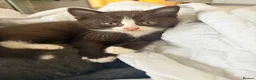 British Shorthair cats for sale:   L  Affectionate British Shorthair kittens - Advert 29