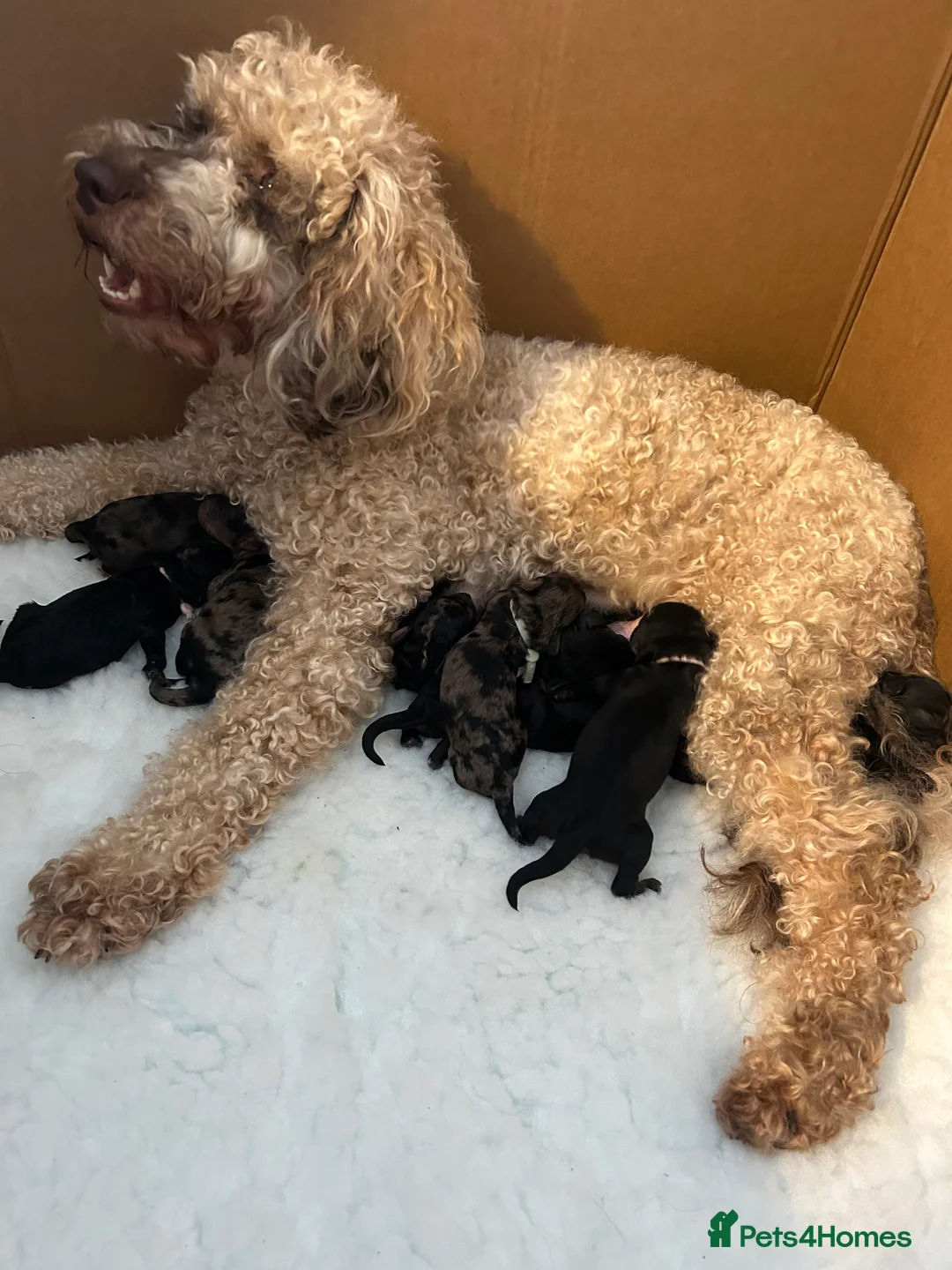 Miniature Poodle dogs for sale: Beautiful Merle Miniature Poodles in Crowborough - Advert 3