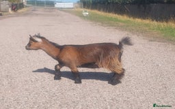 Goats livestock for sale: Pygmy Goat Nanny Kids x2 - Image 3