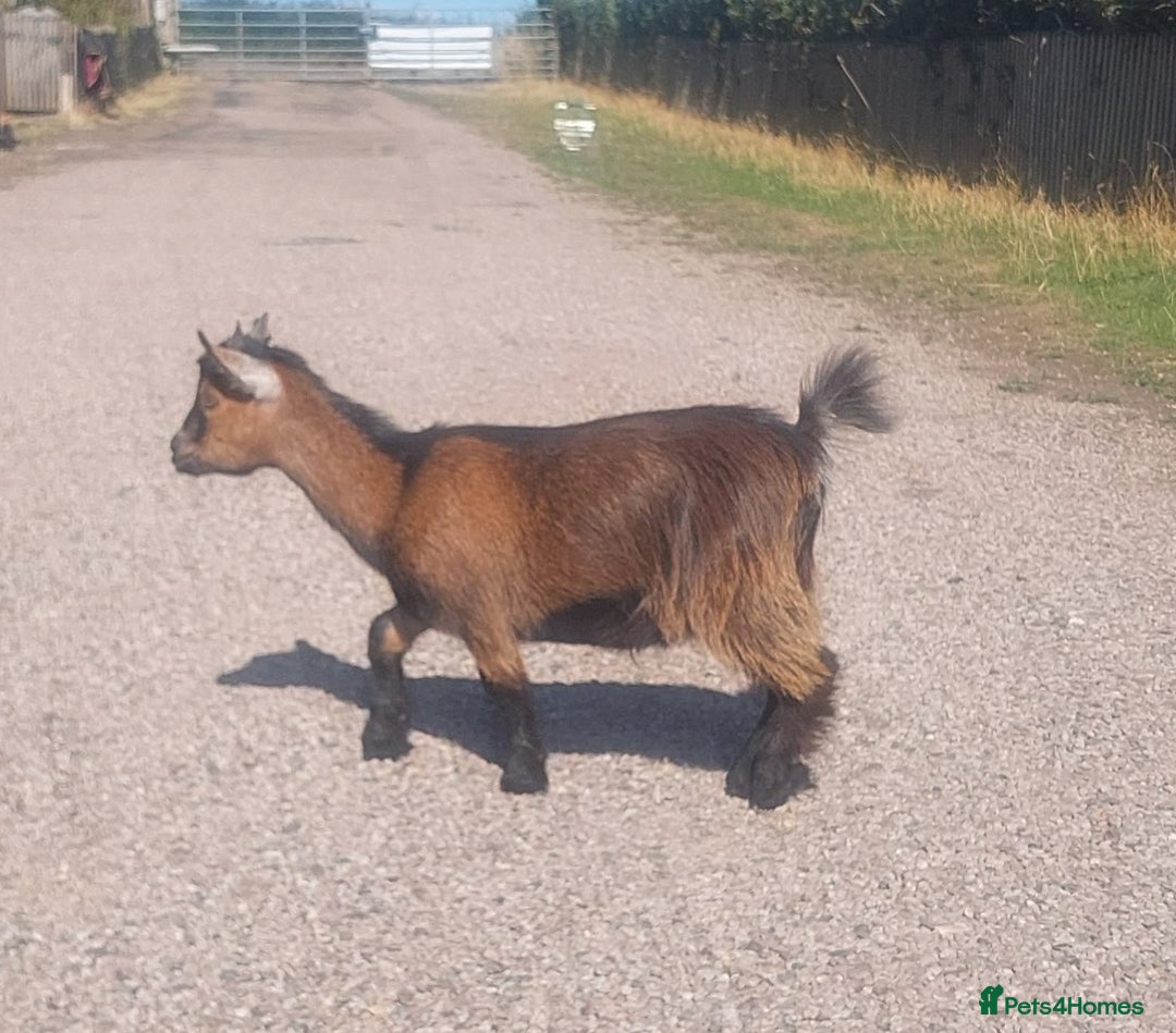 Goats livestock for sale: Pygmy Goat Nanny Kids x2 - Image 3