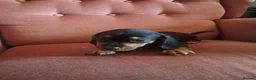Jackshund dogs for sale: Miniature dachshund x miniature jack russell pups - Advert 5