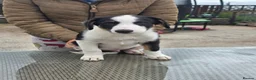 Border Collie dogs for sale: 3 stunning border collie pups - Advert 7