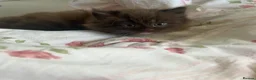 British Longhair cats for sale: Fluffy Chocolate Brown boy Kitten Lookingfor aHome - Advert 5