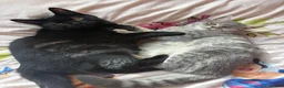 Mixed Breed cats for sale: KITTENS READY SOON in Pulborough - Advert 2