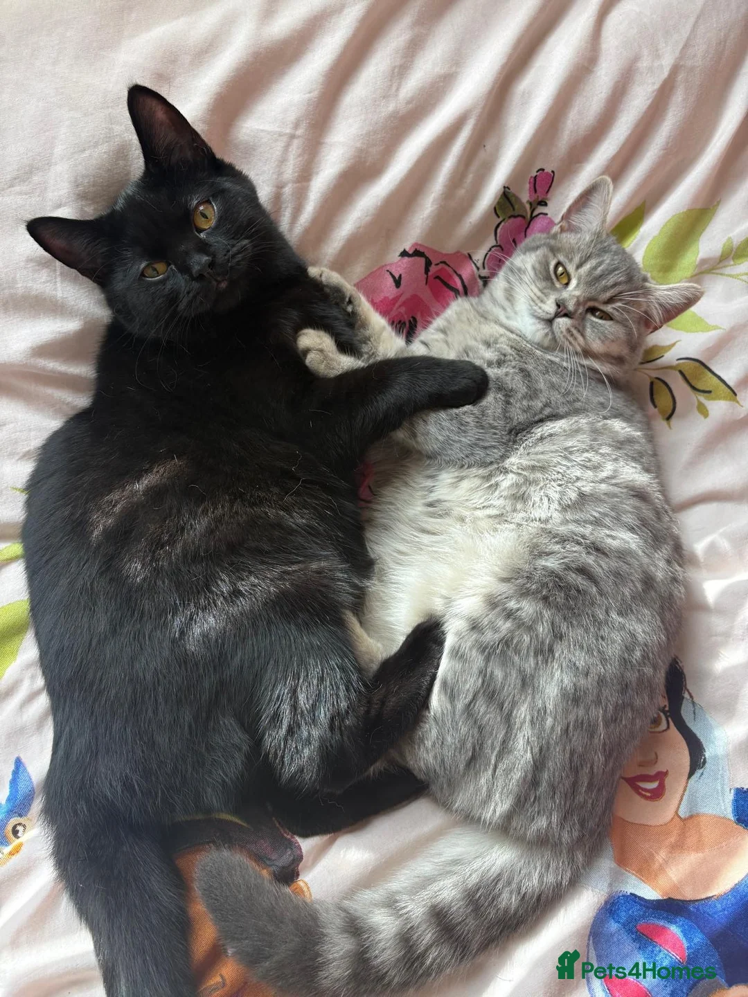 Mixed Breed cats for sale: KITTENS READY SOON in Pulborough - Advert 2