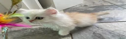 Persian cats for sale: Persian kittens in Rugby - Advert 7