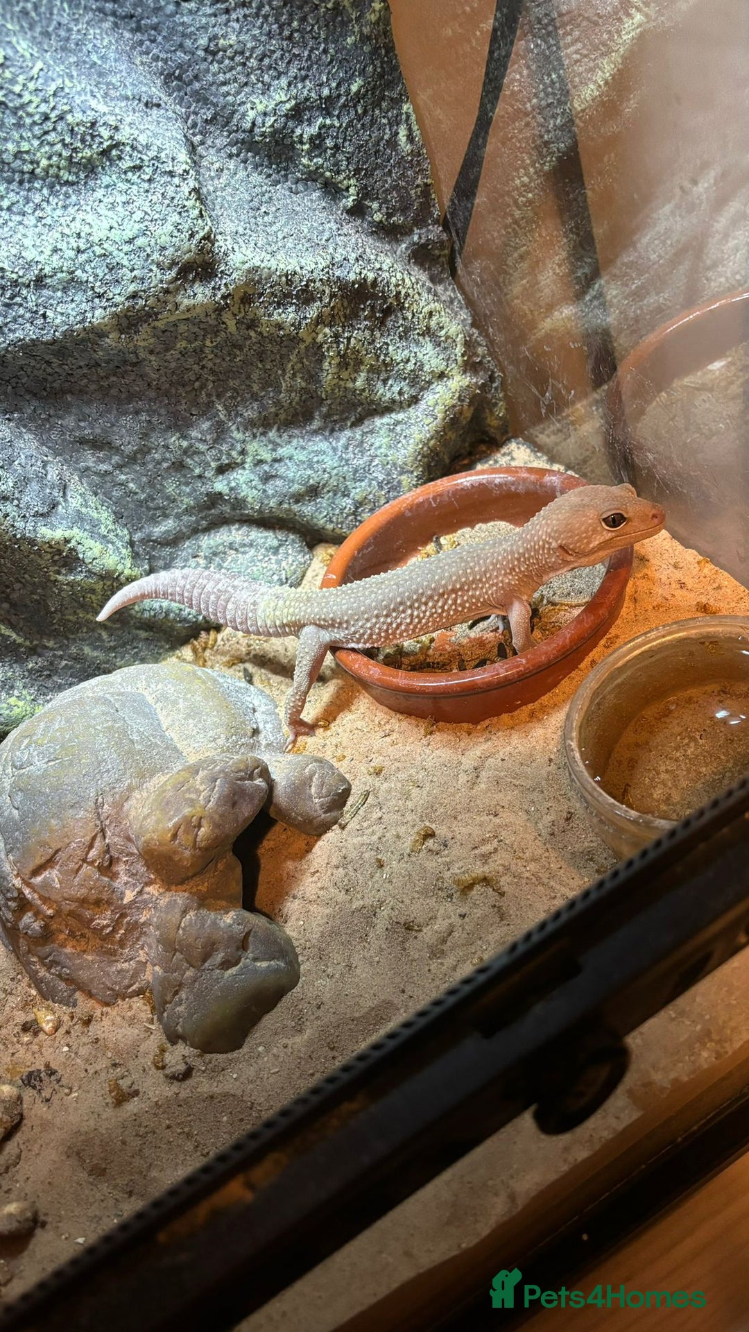 Gecko reptiles for sale: 🦎2 x Leucistic Leopard Geckos + Full Setups  - Advert 2