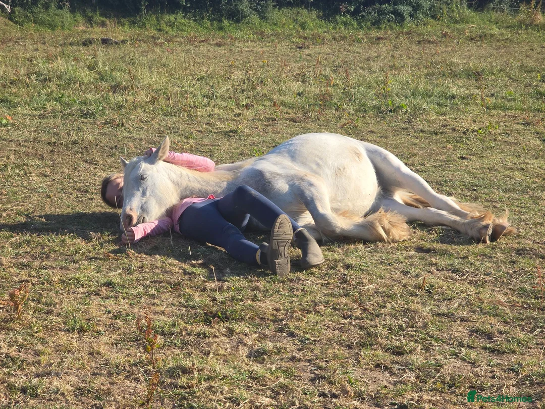 Irish Cob horses for sale: super friendly TGCA filly - Advert 2