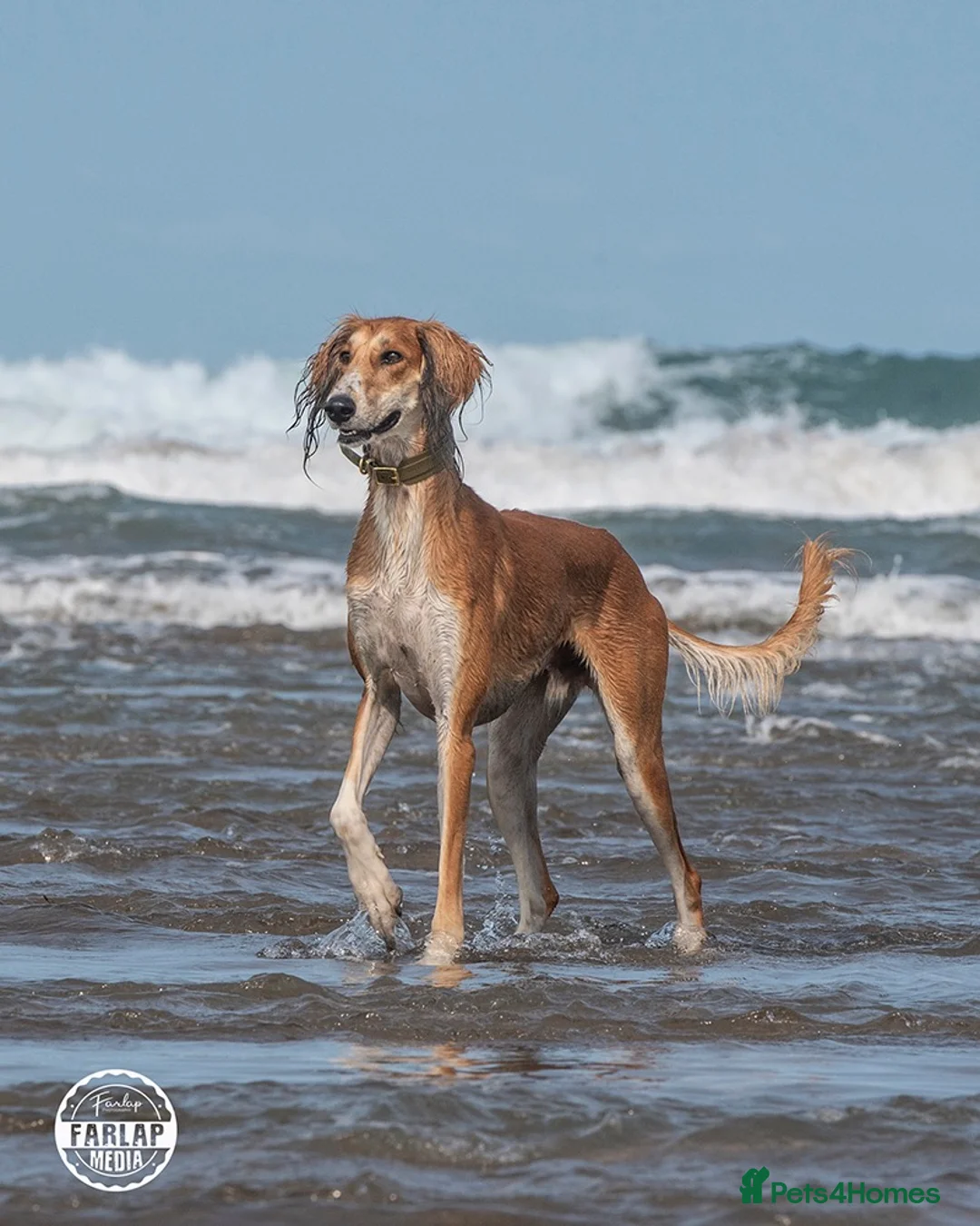 Saluki dogs for sale: Male  Saluki puppy 10 weeks old  - Advert 2
