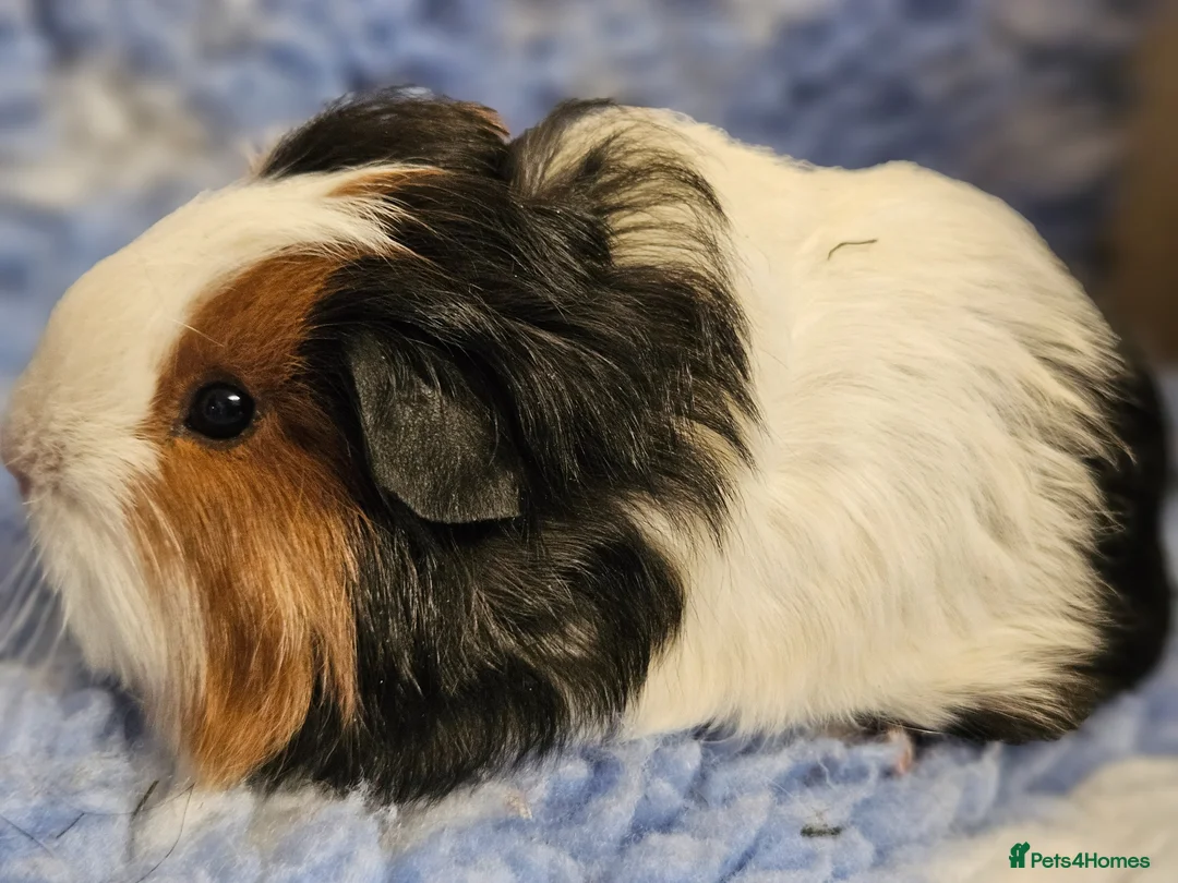 Guinea Pig rodents for sale: Single baby boys for bonding with solo adult male - Advert 1