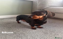 Miniature Dachshund dogs for sale: 3 Beautiful Chocolate and Tan Girls  - Advert 12