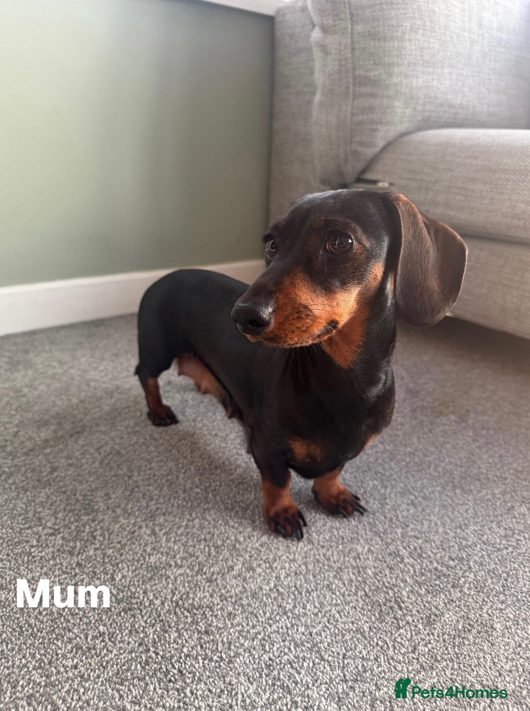 Miniature Dachshund dogs for sale: 3 Beautiful Chocolate and Tan Girls  - Advert 12