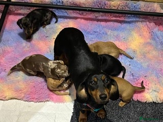 Miniature Dachshund dogs Miniature Dachshund pups - Advert 1
