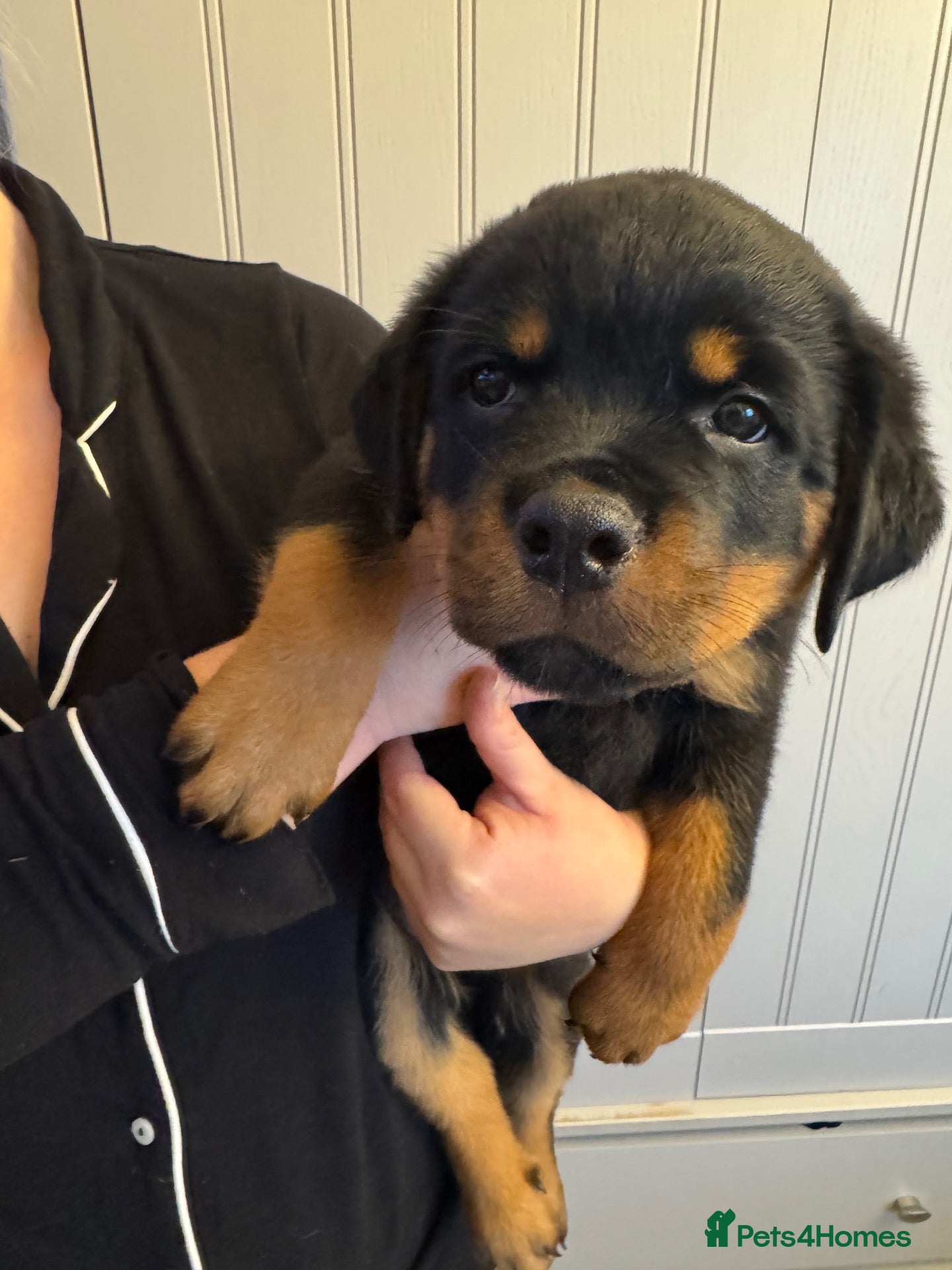 Rottweiler dogs KC Srb Rottweilers 19 champion winning bloodlines - Advert 1