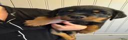 Rottweiler dogs for sale: KC Srb Rottweilers 19 champion winning bloodlines - Advert 1