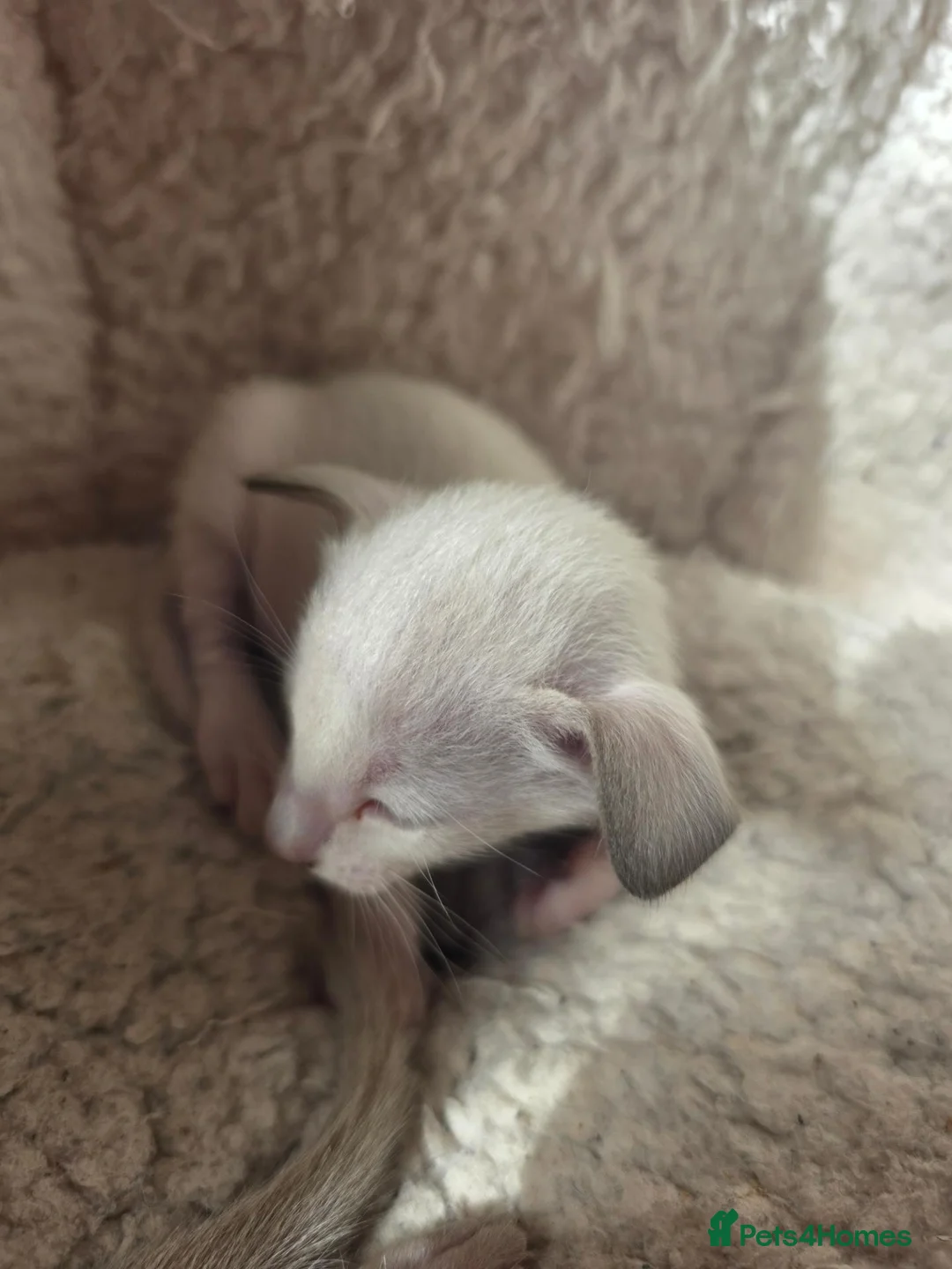 Siamese cats for sale: 2 Siamese  kittens available  for RESERVATION  - Advert 2