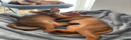 Abyssinian cats for sale: Abyssinian champion line kittens🏆 - Advert 9