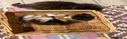 Turkish Angora cats for sale: Turkish Angora Playful Kittens - Advert 9