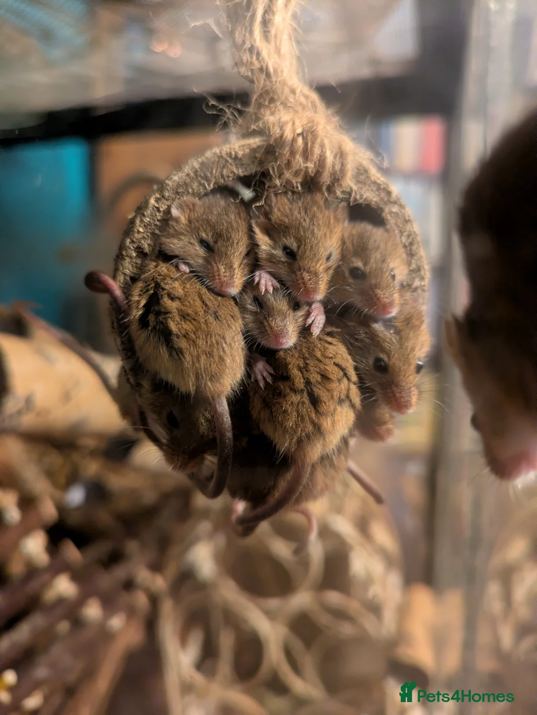 Mouse rodents for sale: Harvest mice for sale, Newcastle upon Tyne - Advert 1
