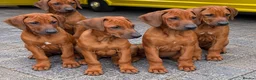 Rhodesian Ridgeback dogs for sale: KC RHODESIAN RIDGEBACK PUPPIES FOR SALE  - Advert 5