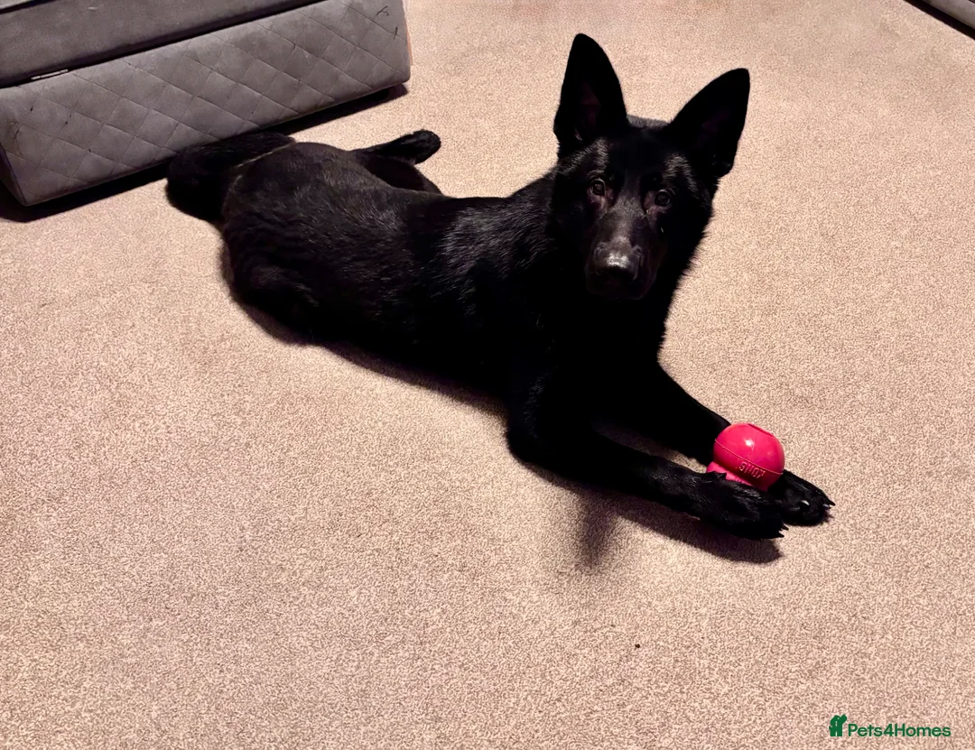 German Shepherd dogs for sale: Storm - Advert 3