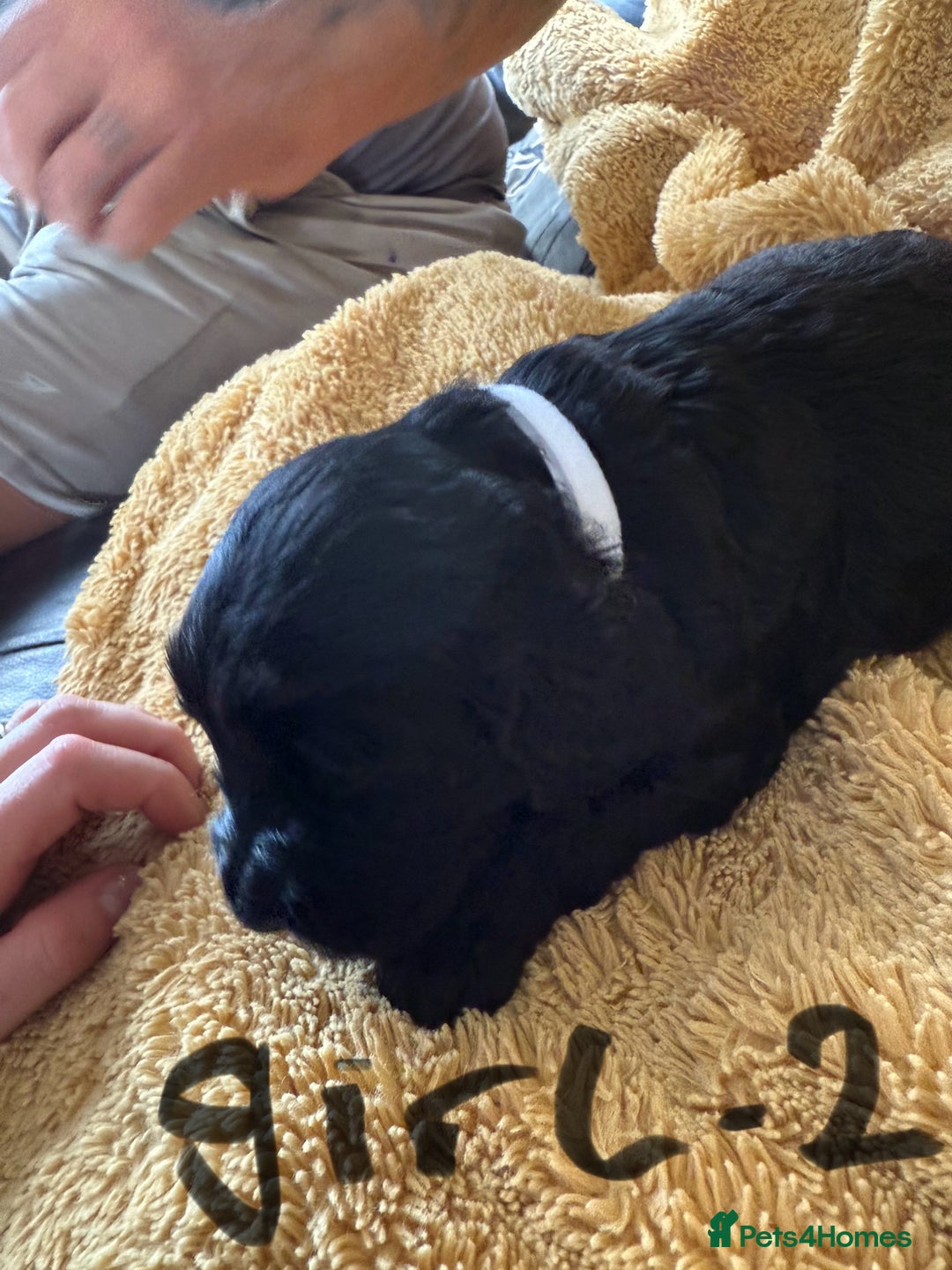 Cockapoo dogs for sale: Cockapoos puppies 2 girls 2 boys - Image 7