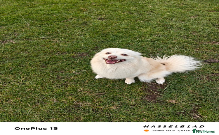 Pomapoo dogs - Advert 16
