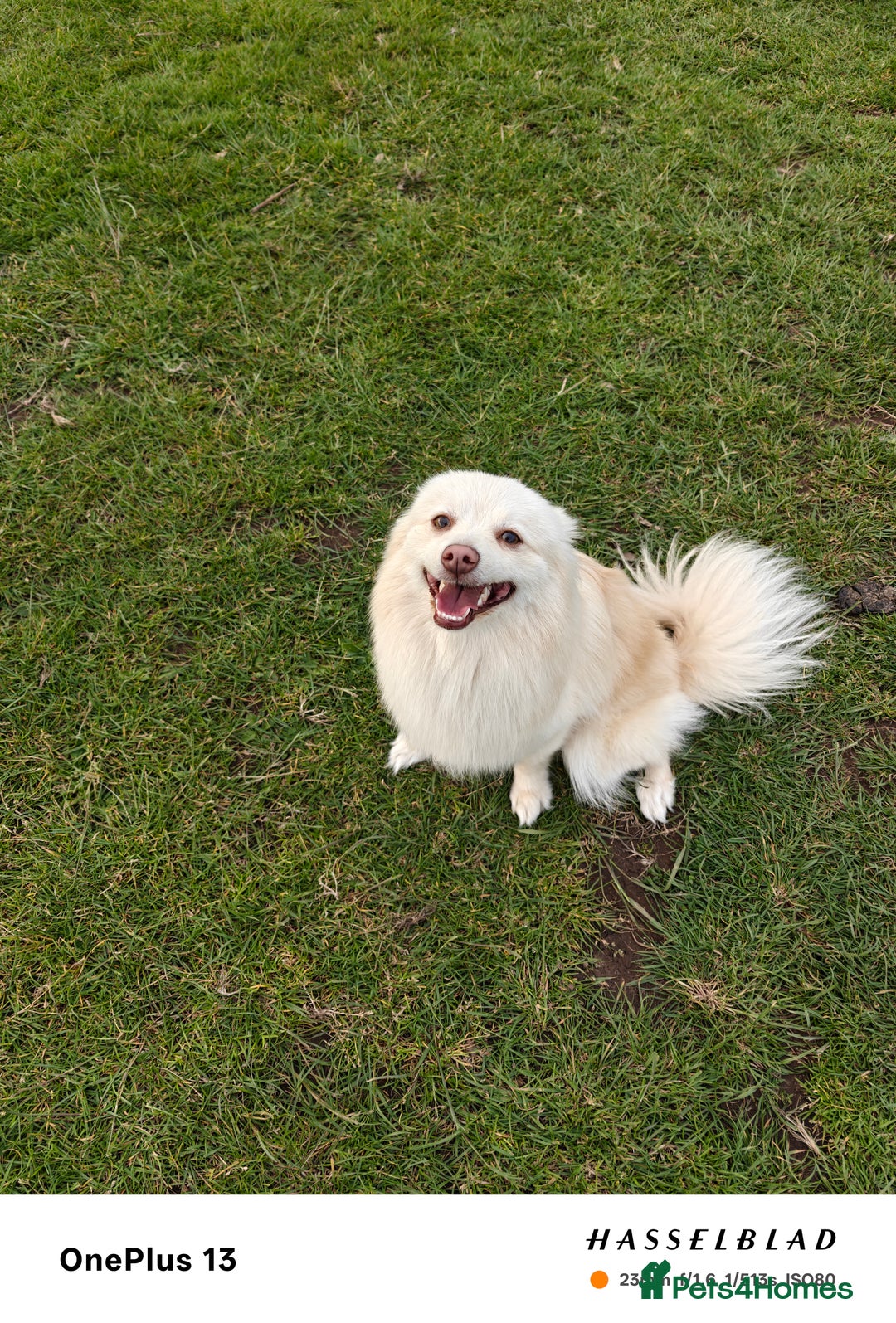 Pomapoo dogs for sale: Stunning, beautiful, well trained little one  - Image 1