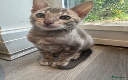 Bengal cats for sale: Beautiful Bengal Kittens Tica Registered 🌈🐾 - Image 17