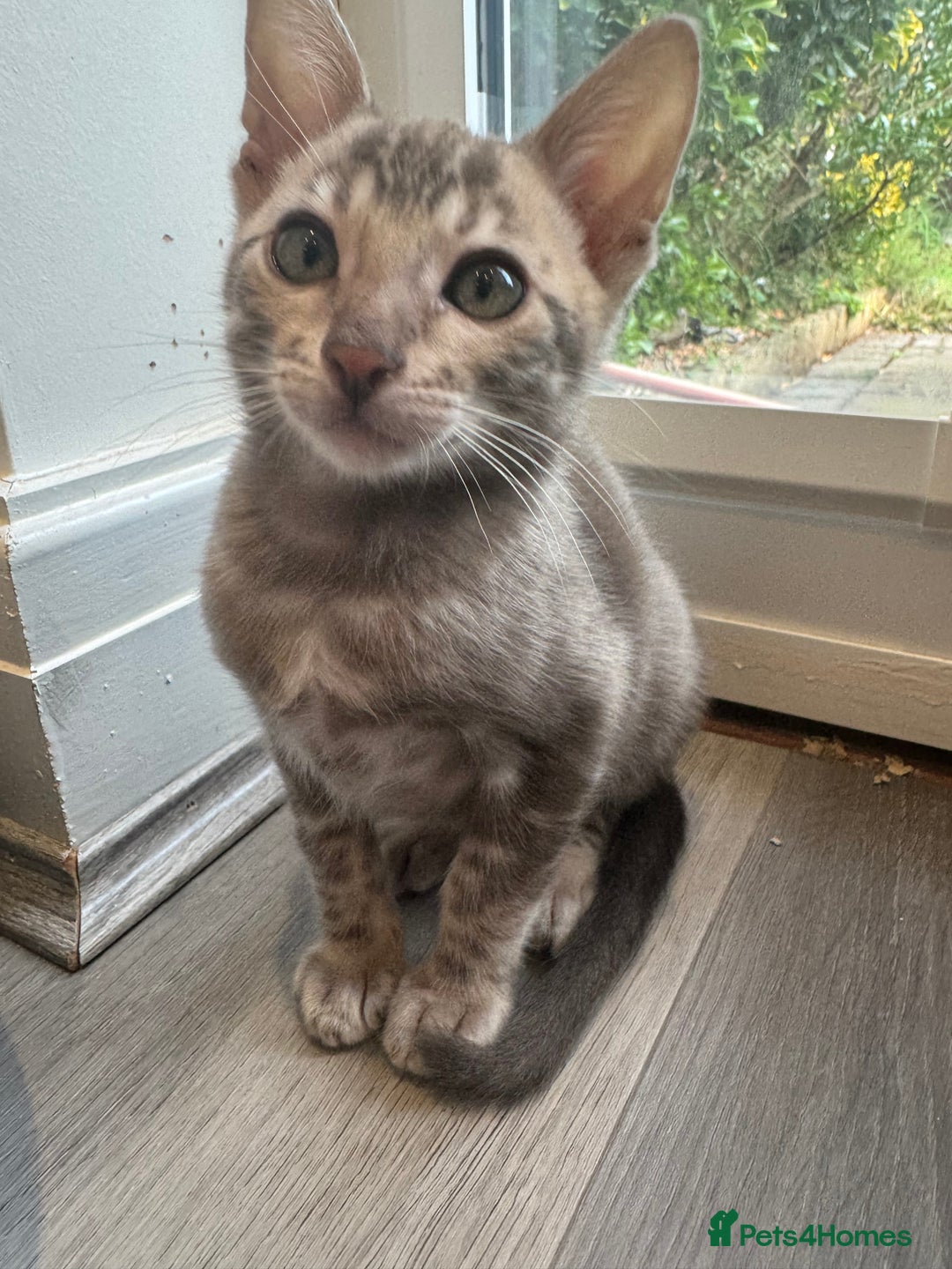 Bengal cats for sale: Beautiful Bengal Kittens Tica Registered 🌈🐾 - Image 17
